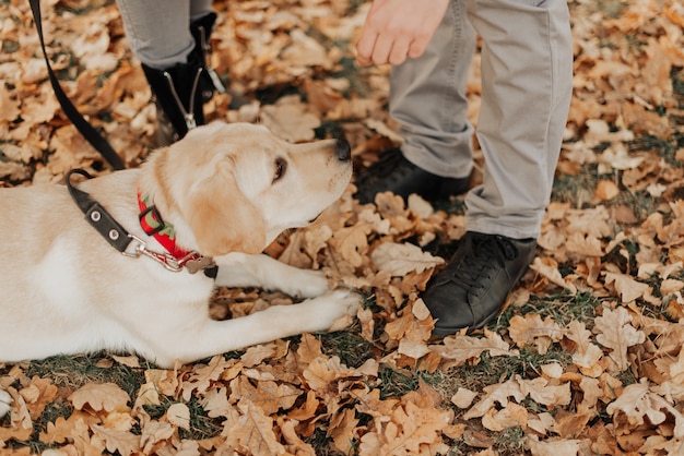 Un hermoso perrito se encuentra entre las hojas de otoño en el parque.