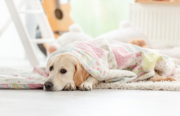 Hermoso perro acostado debajo de la manta