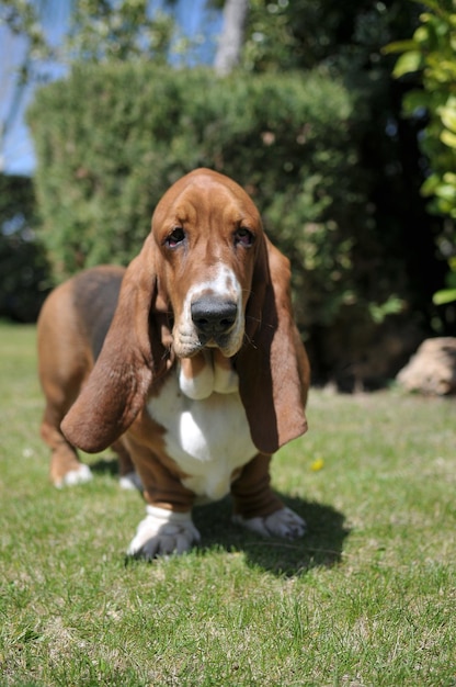 Hermoso perro adulto de pura raza Basset Hound parado frente a la hierba