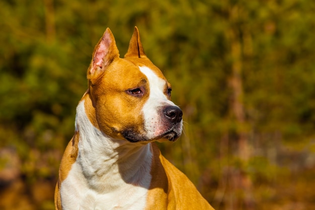 Hermoso perro American Staffordshire Terrier en la naturaleza en el bosque. foto teñida