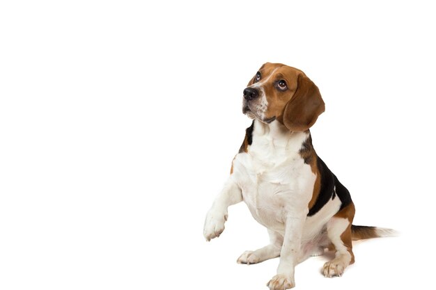 Foto hermoso perro beagle americano sentado sobre un fondo blanco.