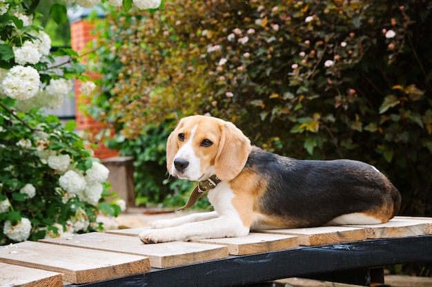 Hermoso perro Beagle sentado en el jardín