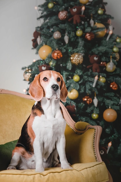 Hermoso perro beagle en el sofá