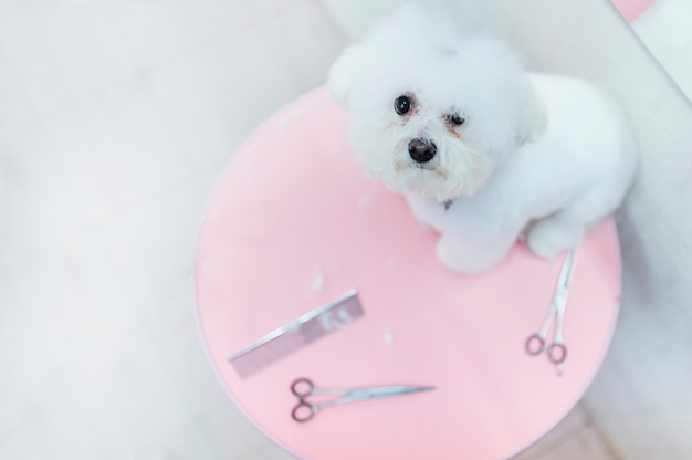 Hermoso perro blanco esperando a la peluquería