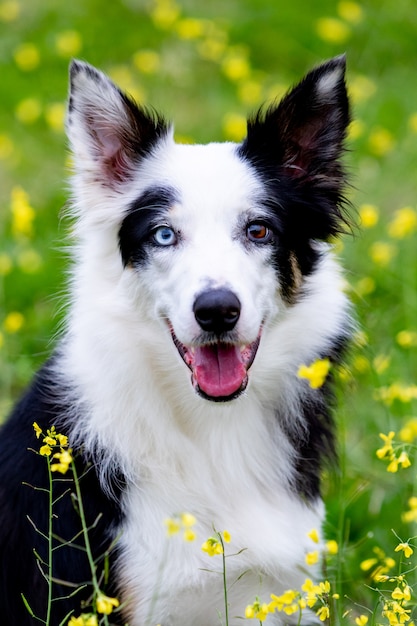 Hermoso perro Border Collie blanco y negro