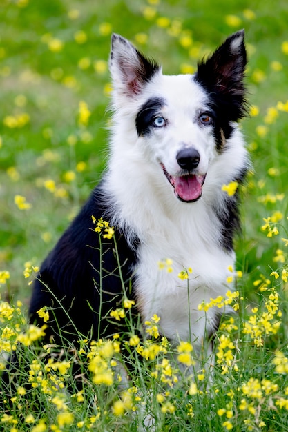 Hermoso perro Border Collie blanco y negro