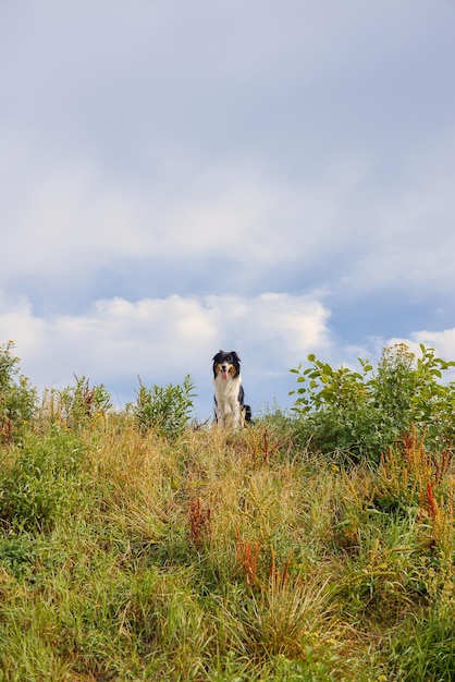 hermoso perro border collie camina en la naturaleza y sigue las órdenes del dueño