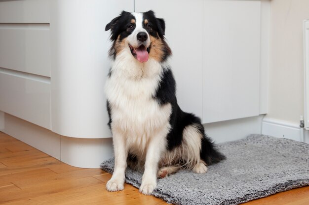 Hermoso perro border collie en casa