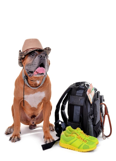 Foto hermoso perro boxer con mochila aislado en blanco