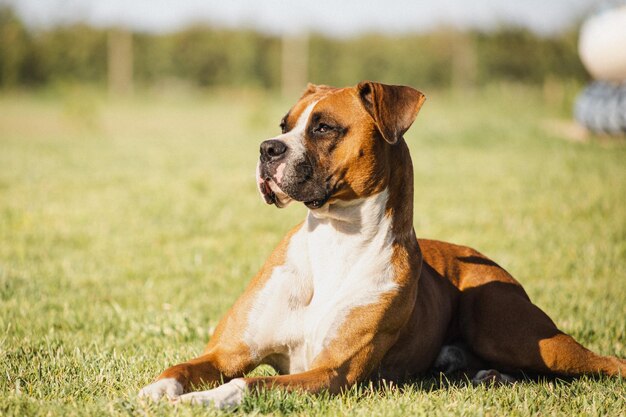 Foto hermoso perro boxer en prado verde