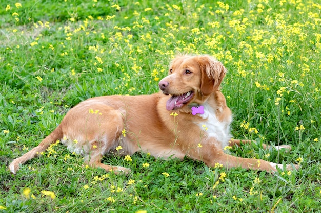 Hermoso perro bretón marrón en un prado