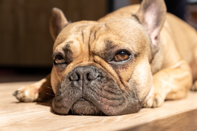 Hermoso perro bulldog francés acostado y mirando hacia arriba