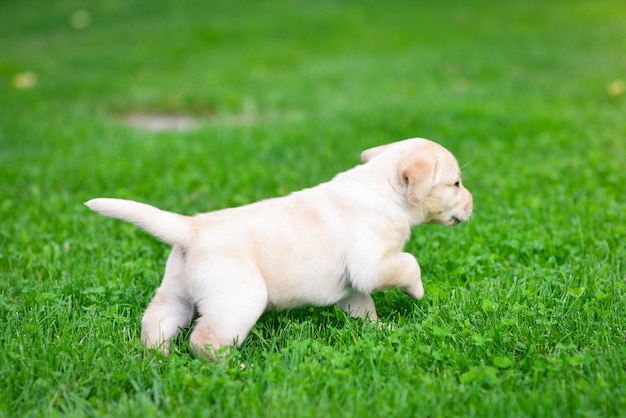 Hermoso perro cachorro Labrador Retriever jugando