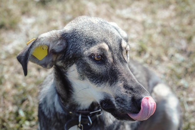 Un hermoso perro callejero gris con ojos tristes. Adorable perro sin raza. La mirada fiel y leal o