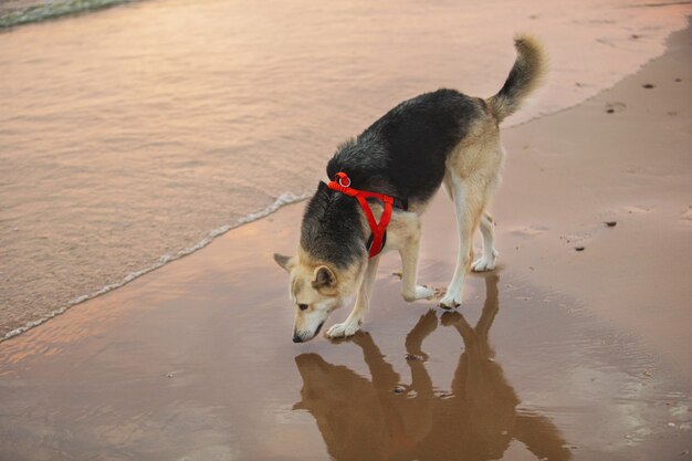 Hermoso perro caminando en la playa cerca del agua