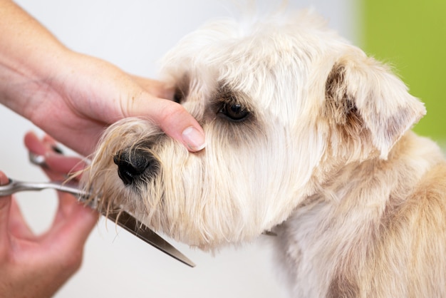 Hermoso perro, cerca de cortarse el pelo con unas tijeras en el salón de peluquería.