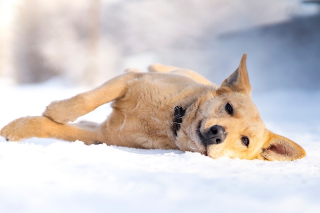 Hermoso perro congelado está mintiendo sobre la nieve blanca en invierno soleado día frío al aire libre.