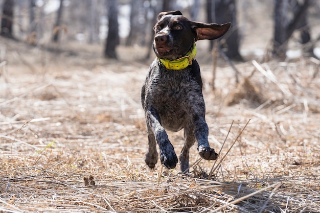 hermoso perro corre por el campo. Juega afuera. Perrito feliz. Retrato de perro. Deportes, entrenamiento, carrera.