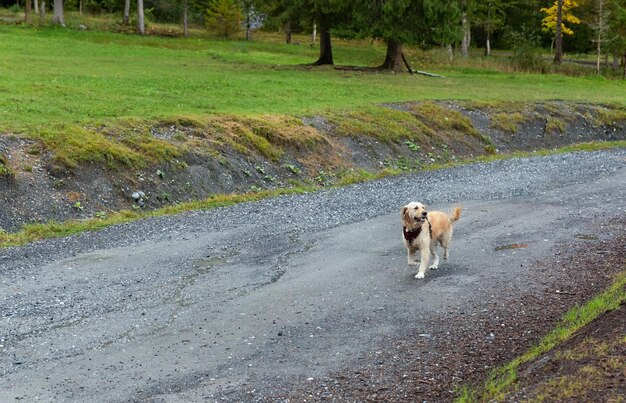 Hermoso perro corriendo en una carretera de montaña