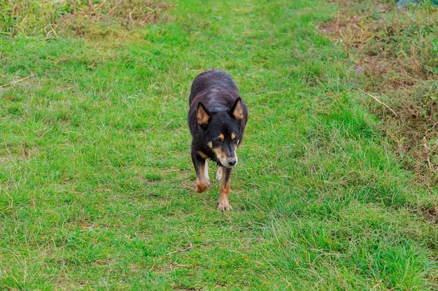 Un hermoso perro corriendo en la hierba verde