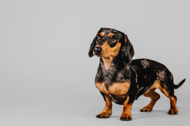 Hermoso perro dachshund de mármol sobre un fondo gris