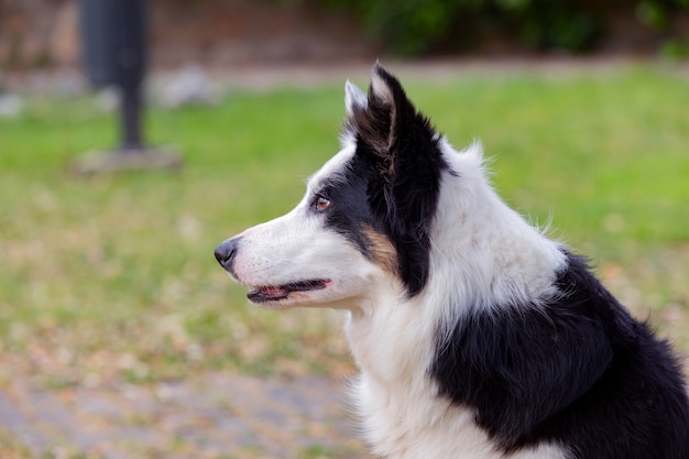 Hermoso perro con diferentes colores de ojos en un parque