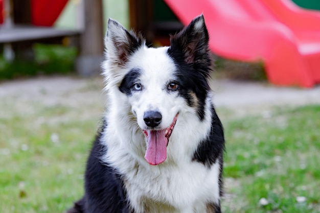 Hermoso perro con diferentes colores de ojos en un parque