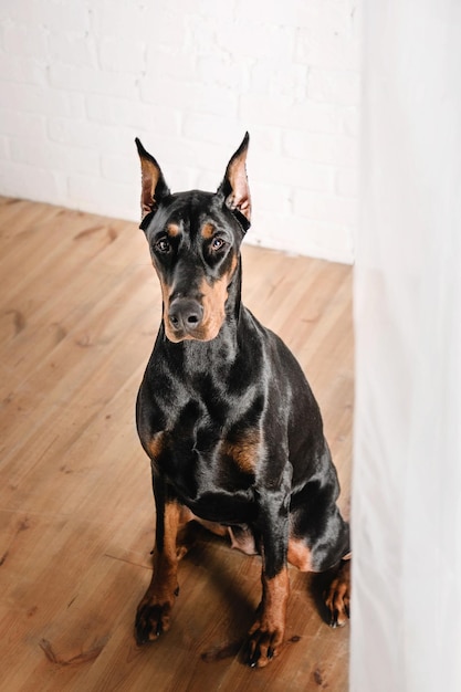 Hermoso perro Doberman