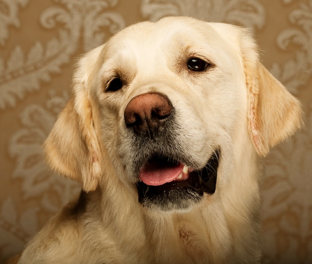 Hermoso perro golden retriever fotografiado en casa.