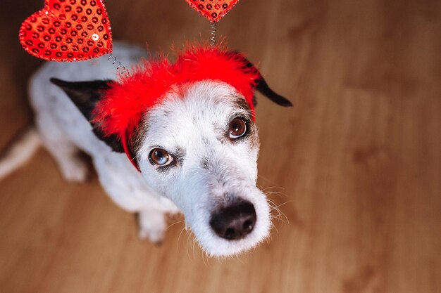 Un hermoso perro gracioso con un accesorio en forma de corazones liesis triste concepto del día de San Valentín