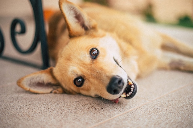 Hermoso perro gracioso feliz está jugando y divirtiéndose al aire libre