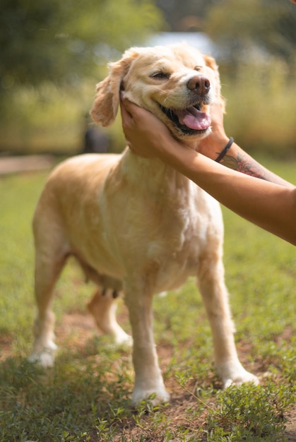 Hermoso perro gracioso feliz está jugando y divirtiéndose al aire libre