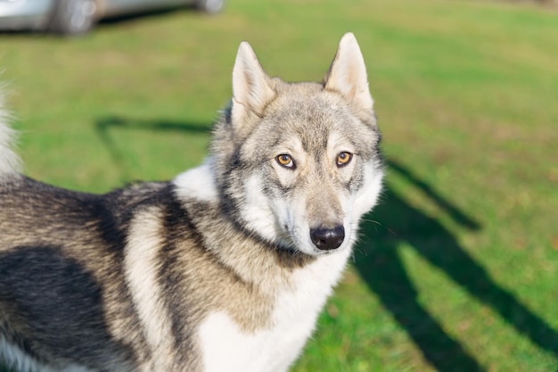 Hermoso perro grisblanco serio en una cadena para dar un paseo en el pa