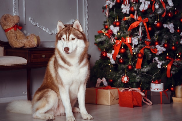 hermoso perro husky bajo el árbol de Navidad