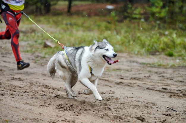 Hermoso perro husky corriendo en la naturaleza