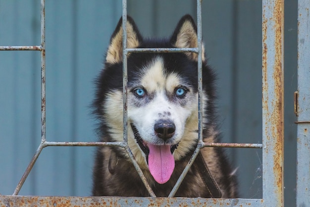 Un hermoso perro Husky detrás de una valla