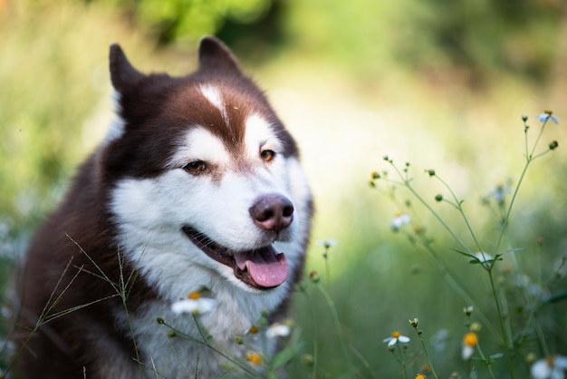 Hermoso perro husky siberiano caminando en el bosque