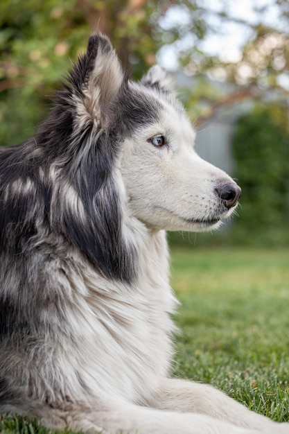 Un hermoso perro Husky siberiano se encuentra en un césped verde en la estación cálida. De cerca