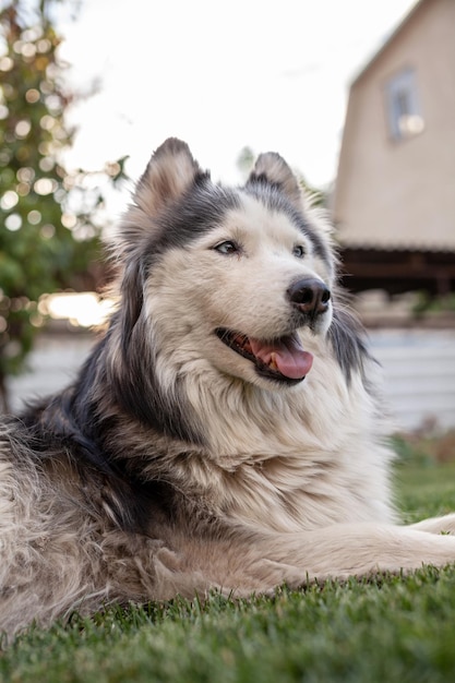 Un hermoso perro Husky siberiano se encuentra en un césped verde en la estación cálida. De cerca