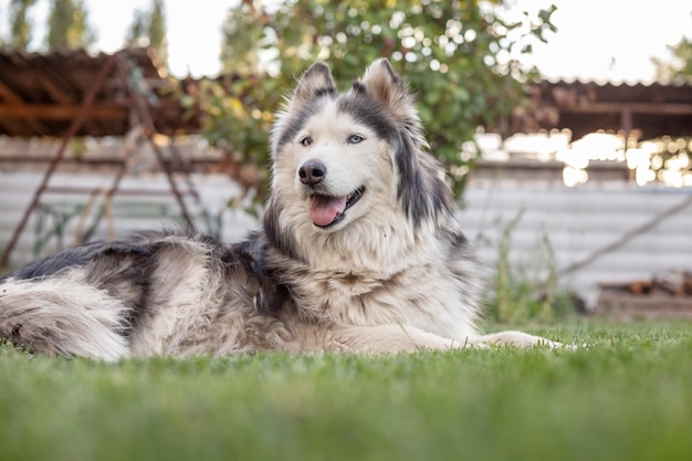 Un hermoso perro Husky siberiano se encuentra en un césped verde en la estación cálida. De cerca