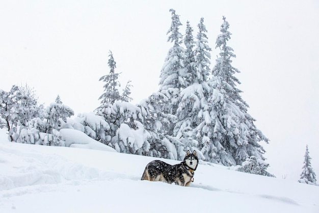 Hermoso perro Husky siberiano con ojos azules de pie en la nieve en ventisquero