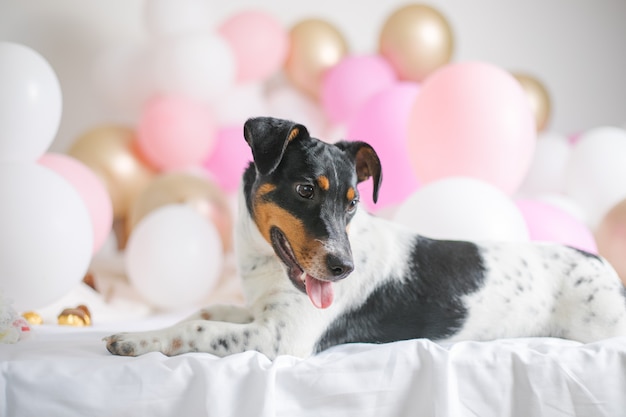 Hermoso perro jack russel terrier con muchos globos sobre fondo blanco.