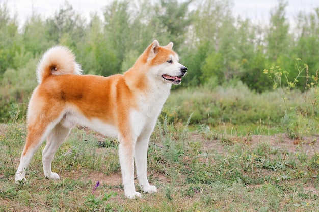 Hermoso perro japonés macho Akita inu