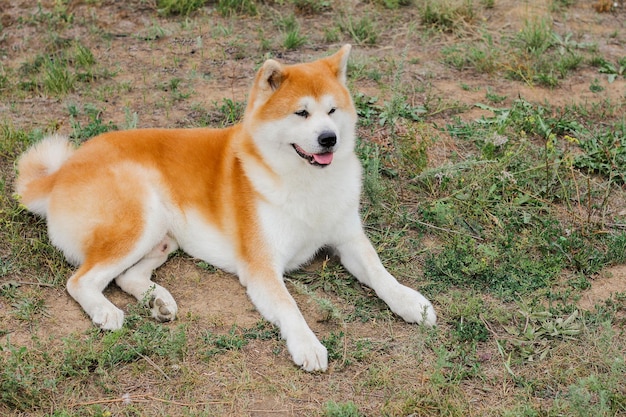 Hermoso perro japonés macho Akita inu