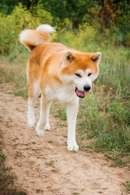 Hermoso perro japonés macho Akita inu