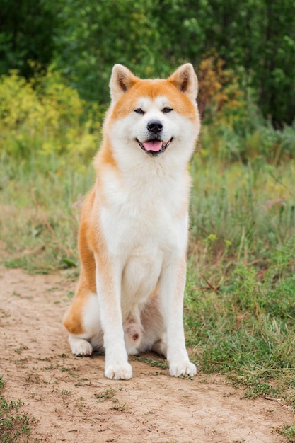 Hermoso perro japonés macho Akita inu