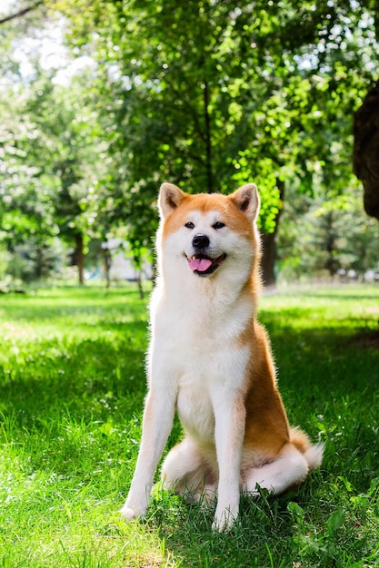 Hermoso perro japonés macho Akita inu