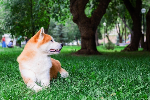 Hermoso perro japonés macho Akita inu