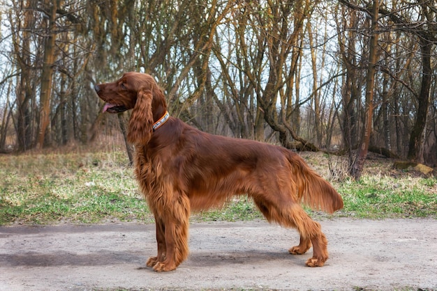 Hermoso perro joven de caza setter irlandés en primavera de pie en el bosque