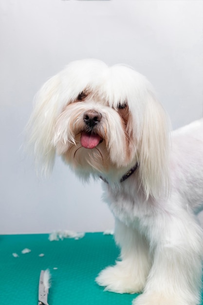 Hermoso perro de juguete maltés en la mesa en el salón de aseo